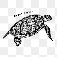 Green turtle png sticker, transparent background. Free public domain CC0 image.