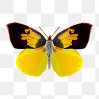 Moth png sticker, transparent background. Free public domain CC0 image.