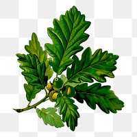 Acorn branch png illustration, transparent background. Free public domain CC0 image.