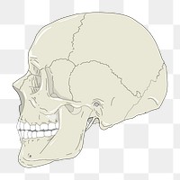 Human skull png illustration, transparent background. 