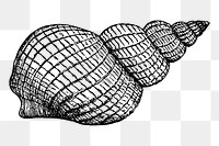 Shell png sticker, transparent background. Free public domain CC0 image.