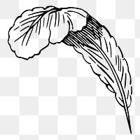 Quill png  illustration, transparent background. Free public domain CC0 image.