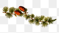 Conifer branch png illustration, transparent background. Free public domain CC0 image.