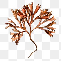 Seaweed png illustration, transparent background. Free public domain CC0 image.