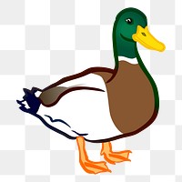 Wild duck png illustration, transparent background. Free public domain CC0 image.