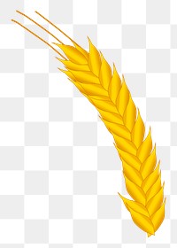 Wheat png illustration, transparent background. Free public domain CC0 image.