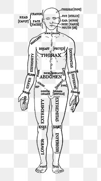 Anatomical map png illustration, transparent background. Free public domain CC0 image.