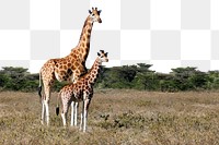 Giraffes png border sticker, animal, transparent background