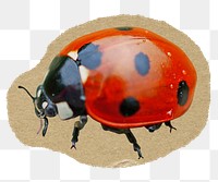 Ladybug  png sticker, ripped paper on transparent background 