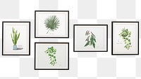 Gallery wall png plants sticker, transparent background