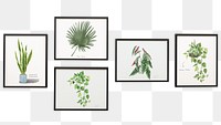 Gallery wall png plants sticker, transparent background