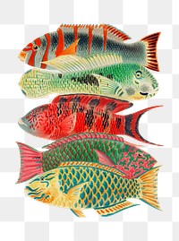 Fish png sticker, vintage illustration, transparent background