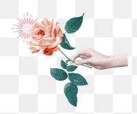 Hand holding rose png sticker, transparent background