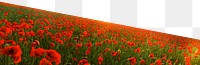 Red poppies png border, transparent background