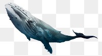 Whale png sticker, sea animal, transparent background