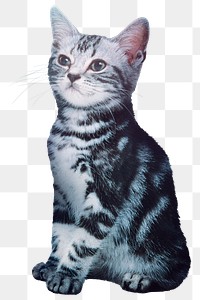 Cute cat png sticker, pet, transparent background