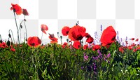 Red poppies png border, flower field, transparent background