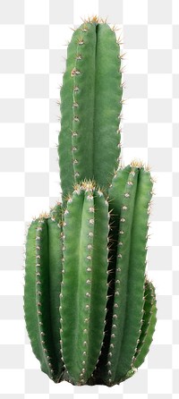 Cereus cactus png sticker, transparent background