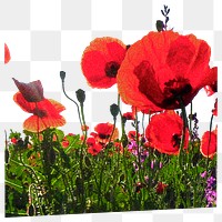 Red poppy png border, transparent background