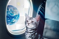 Png cat on plane, surreal collage art remixed media, transparent design