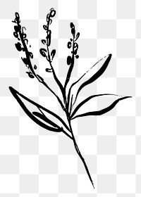 Png flower line art sticker, ink brush design on transparent background