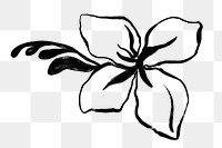 Hibiscus png ink brush  sticker, flower transparent background