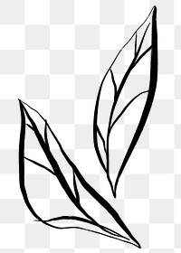 Leaf png sticker, ink brush botanical transparent background