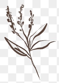 Aesthetic flower png sticker, line art design on transparent background