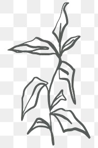 Leaf png sticker, botanical line art transparent background 