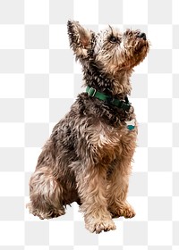 Miniature Schnauzer png dog sticker, transparent background