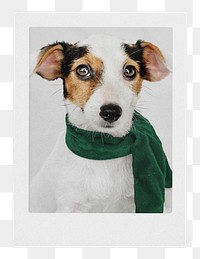 Dog png sticker, Christmas puppy transparent background