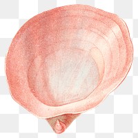 Png aesthetic shell sticker, vintage illustration, transparent background