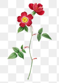 Png vintage flower illustration sticker, Japanese camellia, transparent background