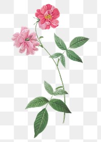 Png vintage flower illustration sticker, pink peony, transparent background