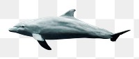 Dolphin png sticker, transparent background