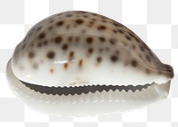 Seashell png sticker, transparent background