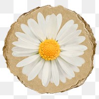 White daisy  png sticker, ripped paper on transparent background 