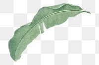 Png banana leaf illustration sticker transparent background