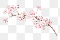 Cherry blossom png sticker, watercolor, transparent background