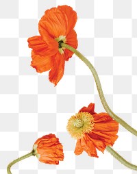 Orange flower png sticker, transparent background