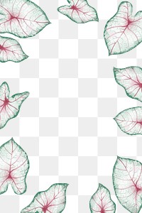 Caladium leaf png frame, tropical design, transparent background