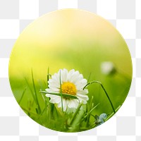 White daisy flower png badge sticker, Spring photo, transparent background