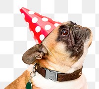 Pug dog png, birthday party hat in transparent background