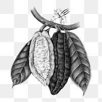 Cacao fruit sketch png sticker, transparent background