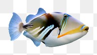 Triggerfish, sea life png sticker, transparent background