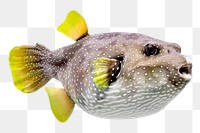 Puffer fish png sticker, transparent background 