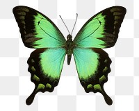 Green butterfly png sticker, transparent background