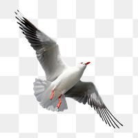 Flying seagull png sticker, transparent background