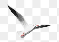 Flying seagull png sticker, transparent background