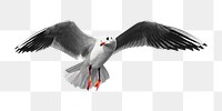 Flying seagull png sticker, transparent background